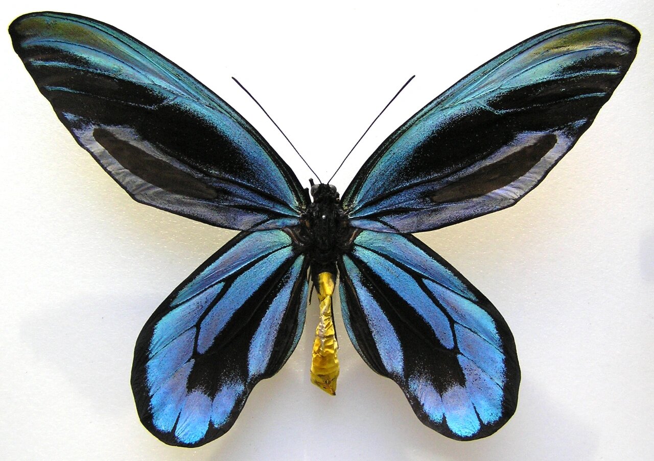 亚历山大鸟翼凤蝶ornithoptera alexandrae 非常大的一种蝴蝶,产自
