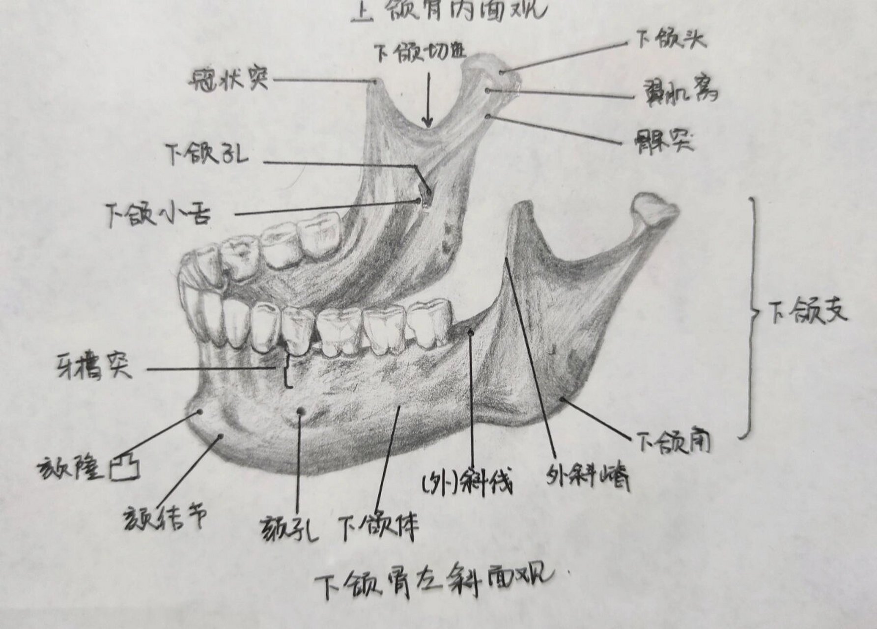 面部骨骼解剖图解大全图片