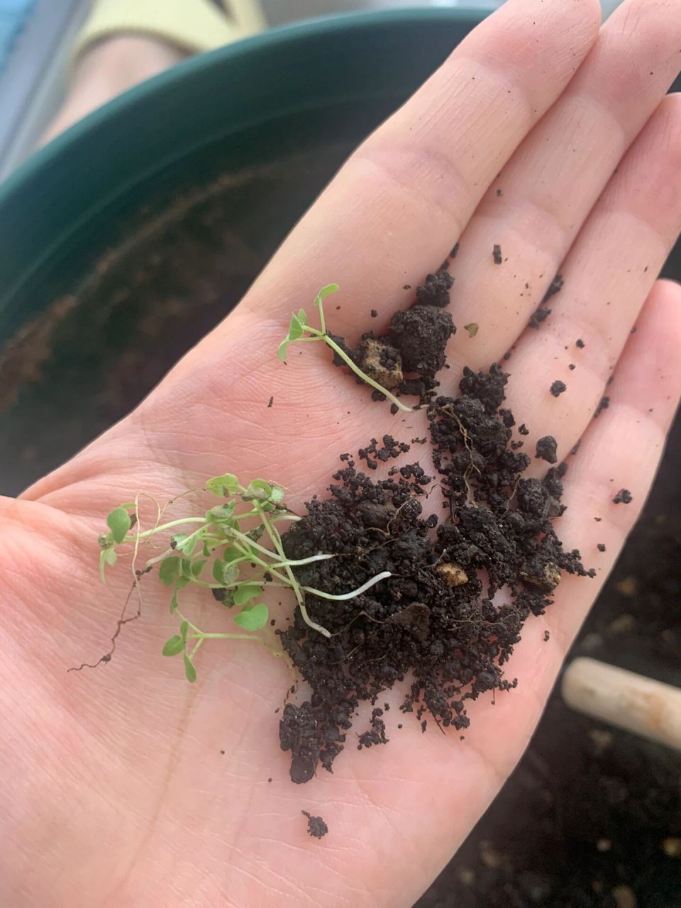 薄荷生长记录 满月分苗 距离播种过去一个月啦,感觉薄荷苗生长缓慢.