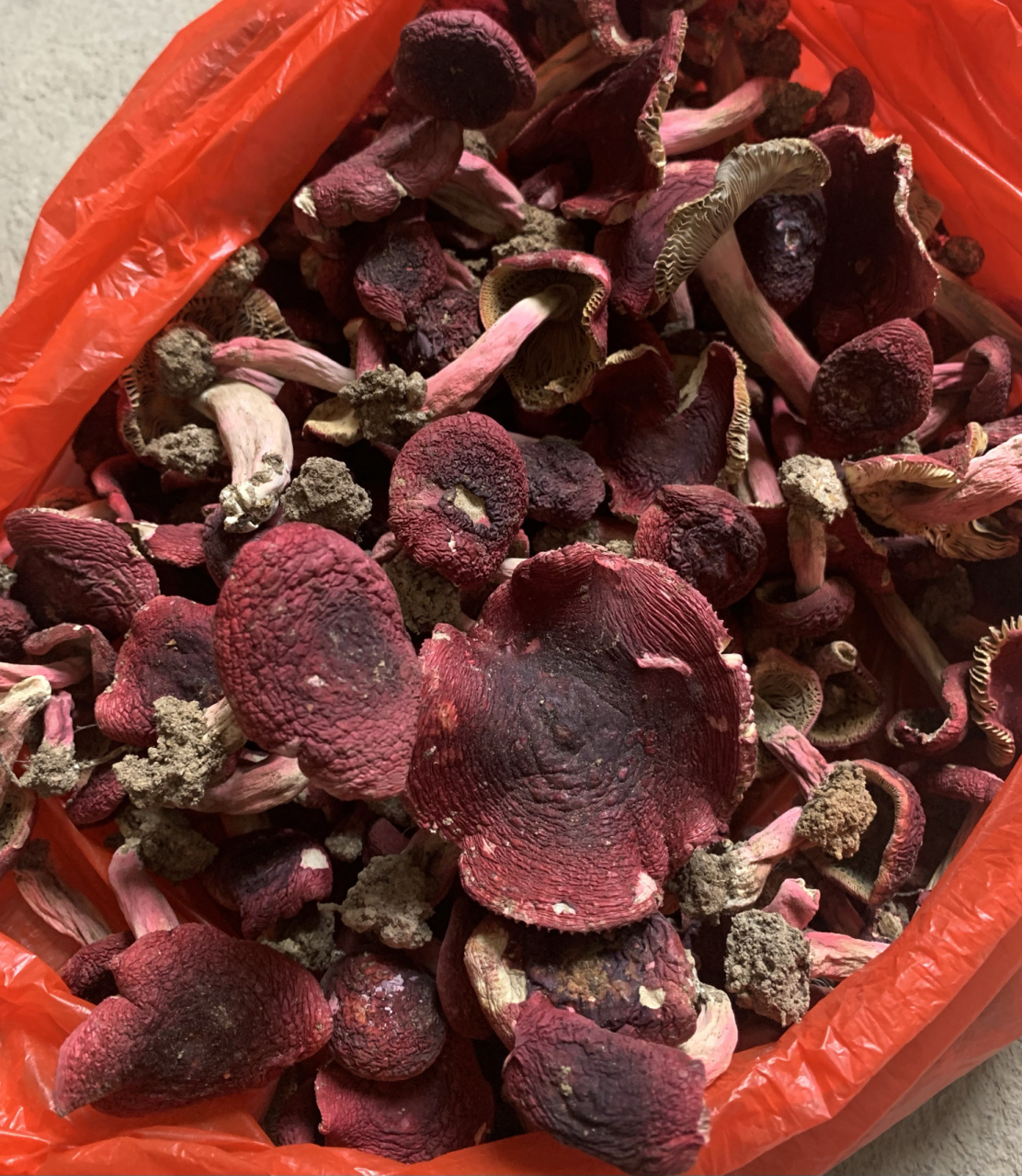 福建正宗野生红菇 刚采的红菇,滋阴补血,炖鸡鸭汤非常鲜美 家里有小