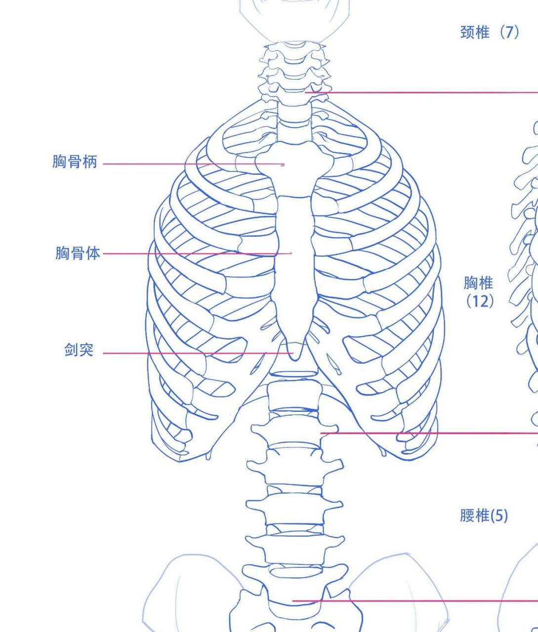 胸廓高图片