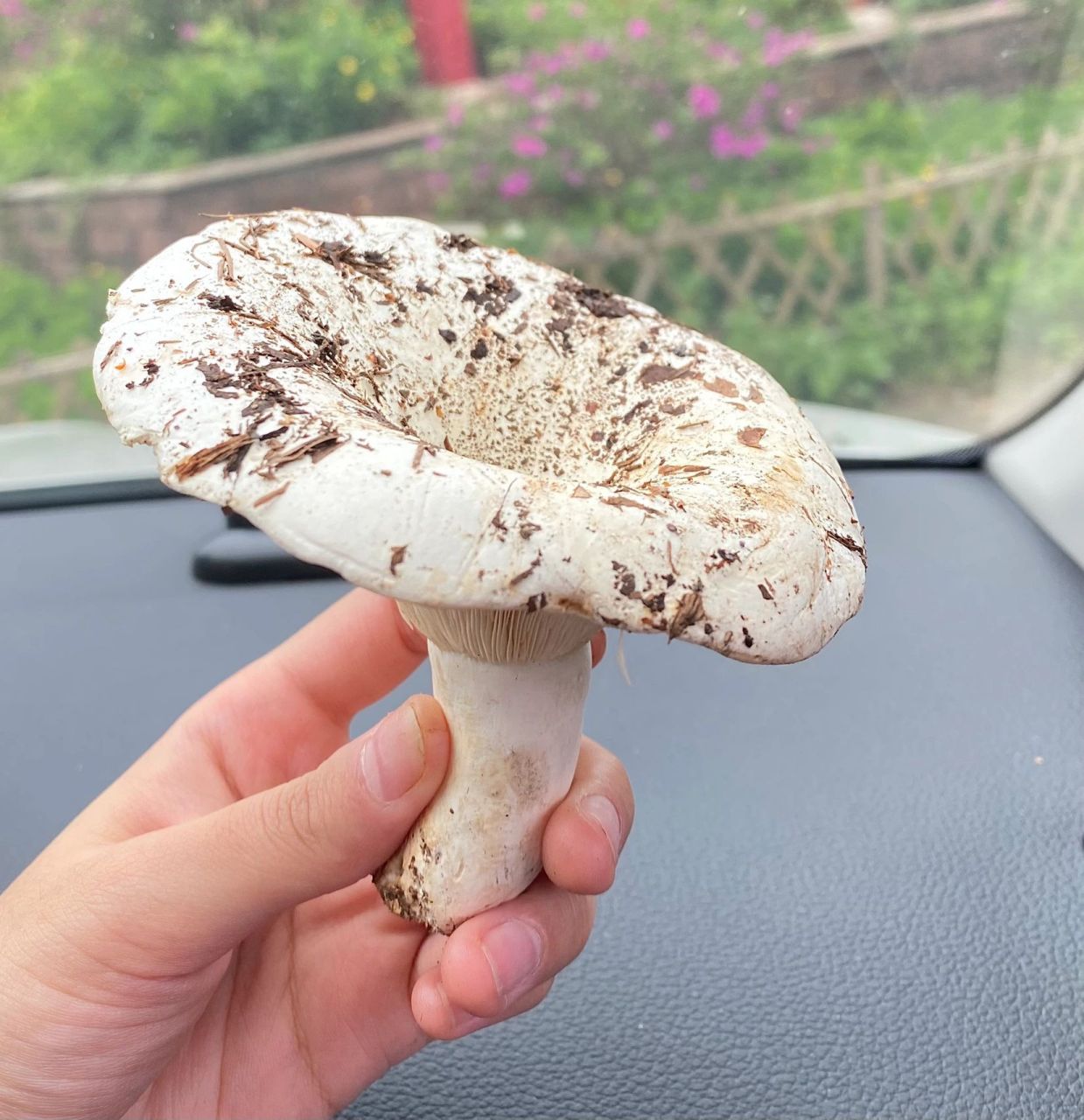 松树林里不知名的大白蘑菇 这是啥蘑菇 漏斗状 可以吃吗