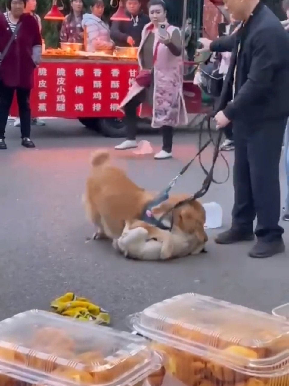 狗狗打架怎么快速摆脱    最近看到好几个视频大狗咬着小狗不放,作为