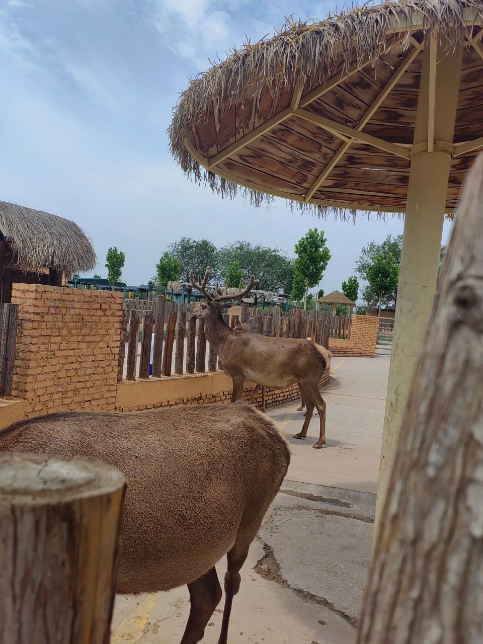 邯郸园博动物园 上周六带孩子去邯郸园博动物园,真的不错,有斑马,羊驼