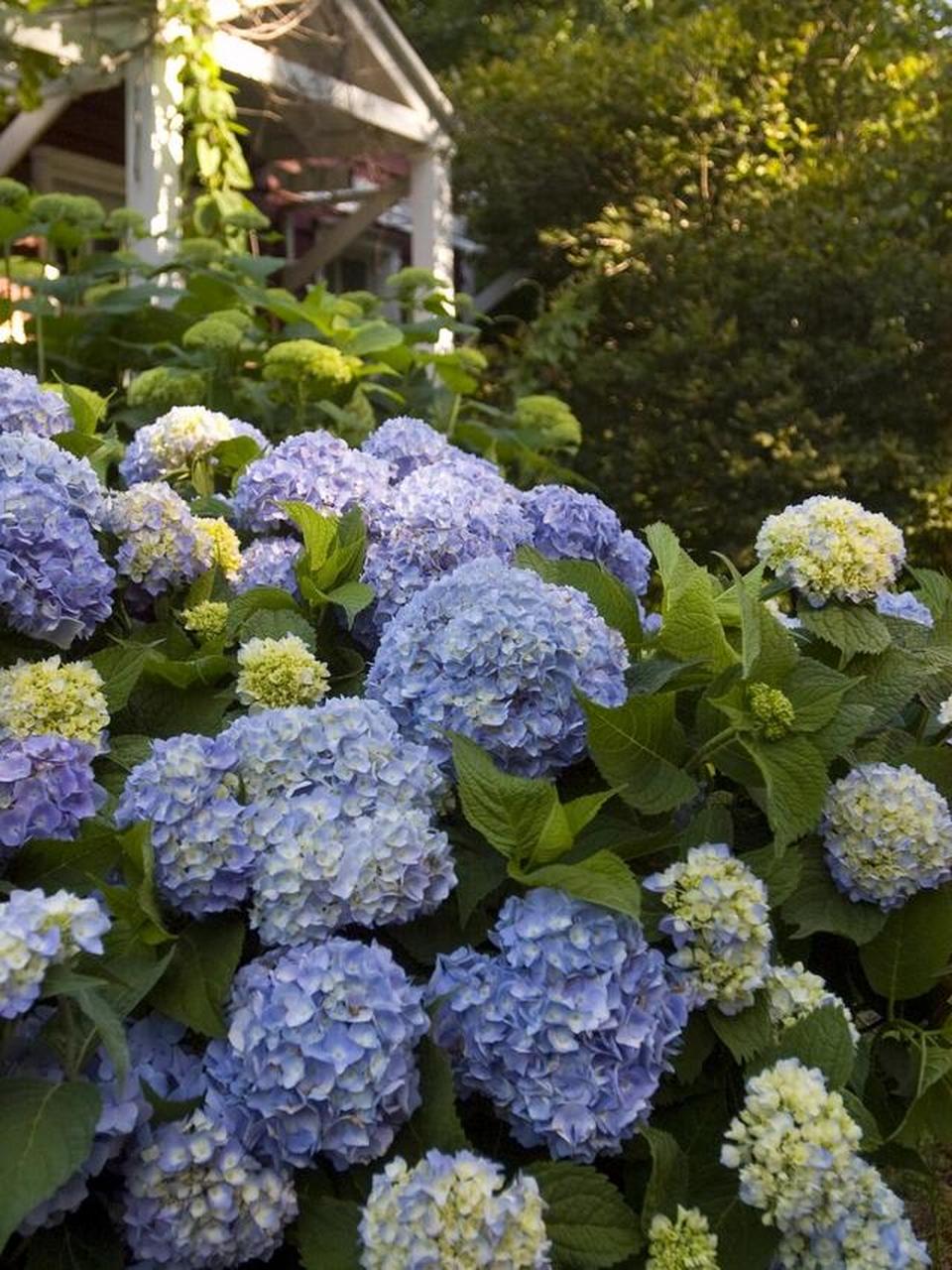 上一篇我们介绍了绣球无尽夏,有没有被种草到小伙伴呢～ 当你拥有了