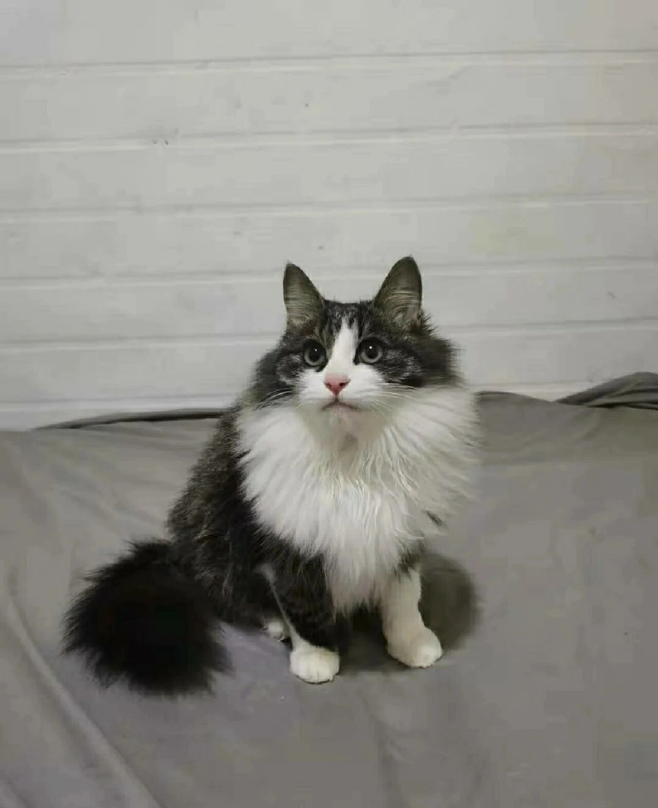 狮子猫——花色/价格讲解 本人主卖狮子猫,也差不多有五年的时间啦