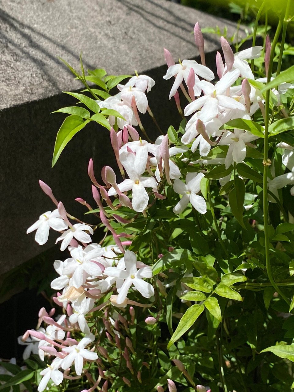 阳光来时,它又香又美!多花素馨