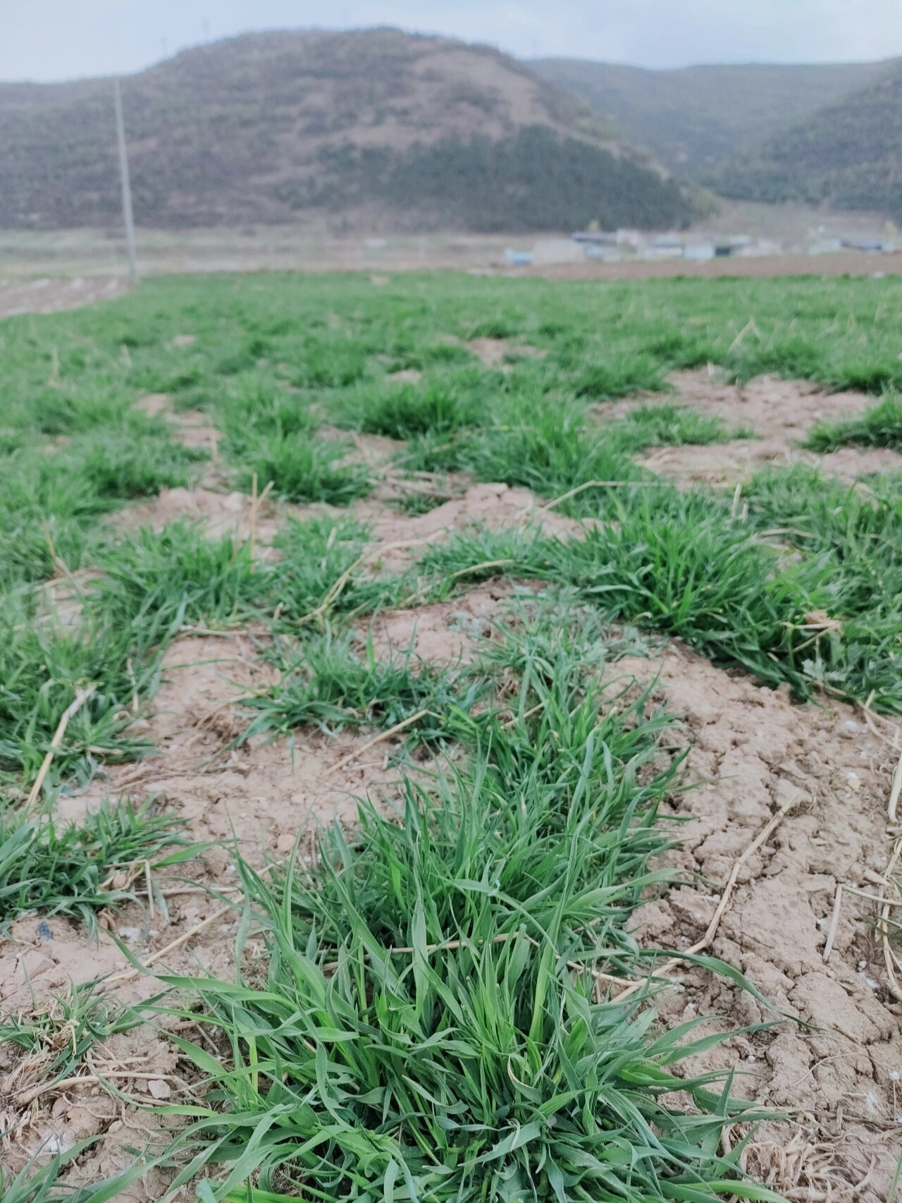 甘肃岷县北提最新提摩西草长势 预计6月份左右就可以开始加工烘干了