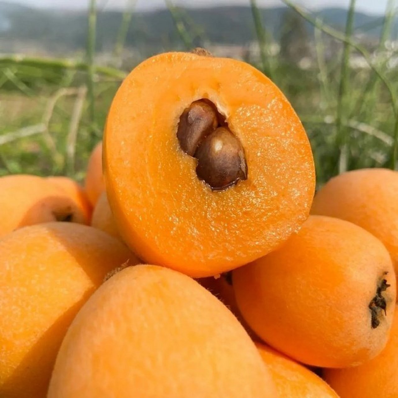 99】大五星枇杷中果24颗    上次线下买了4颗都要7块钱果肉细腻,个头