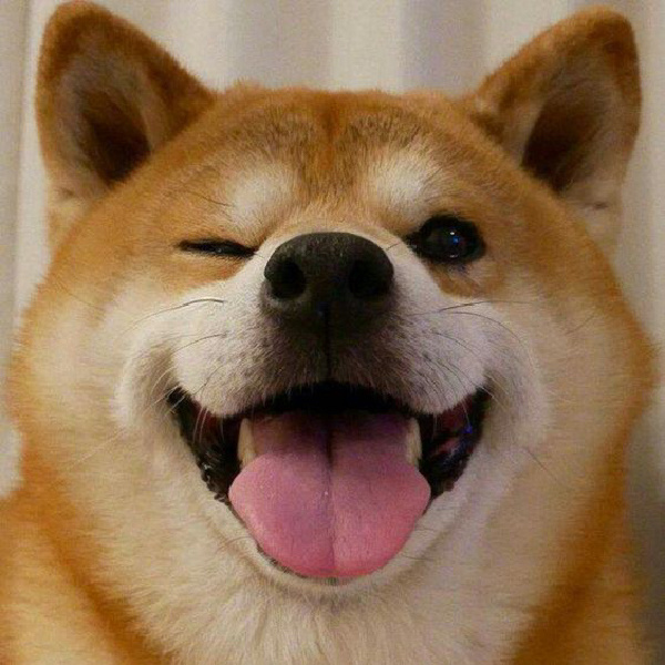 柴犬 宠物头像 笨蛋小狗 可爱头像