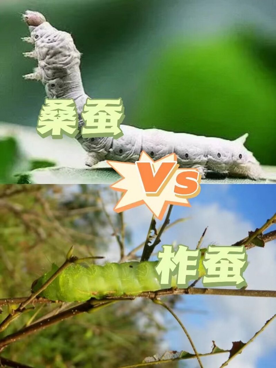 知识科普丨桑蚕与柞蚕的区别(一) 9898地大物博的中国,造就了