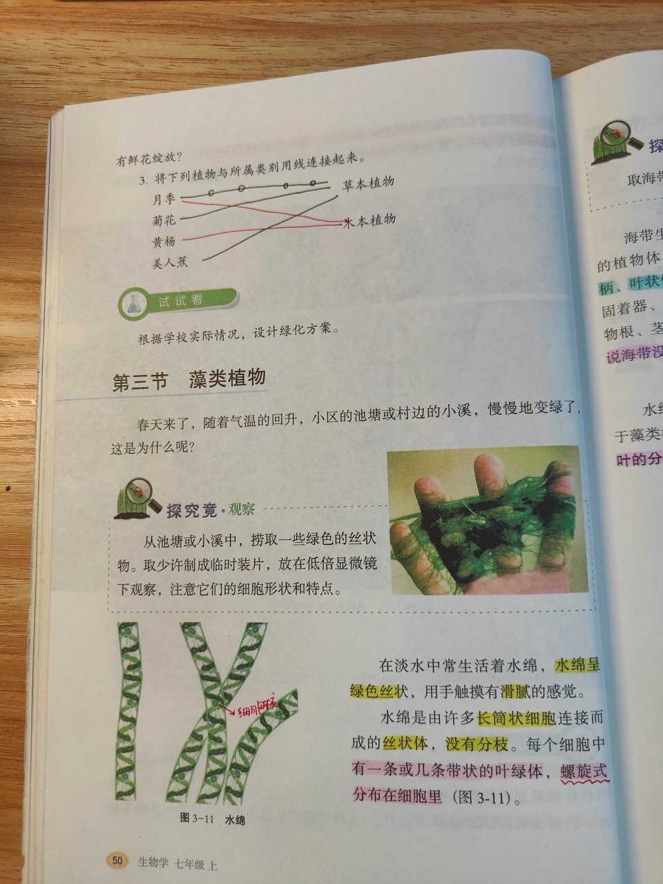 藻类植物图片及介绍图片