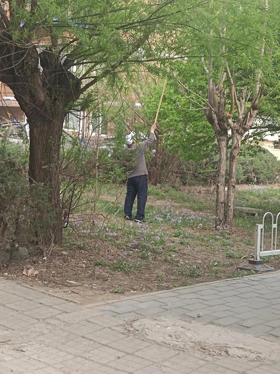 香椿(学名:toona sinensis),也称作"香树菜","刺椿","野椿",是一种