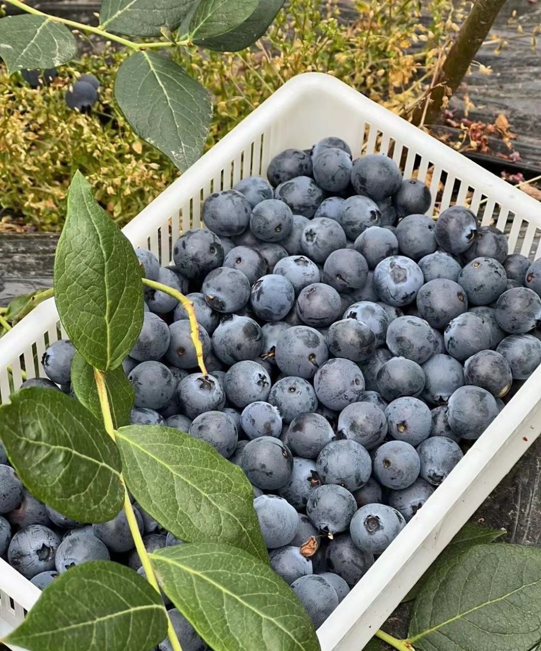 08优瑞卡蓝莓 蓝莓08季节开始 优瑞卡是目前最好的蓝莓品种 品质