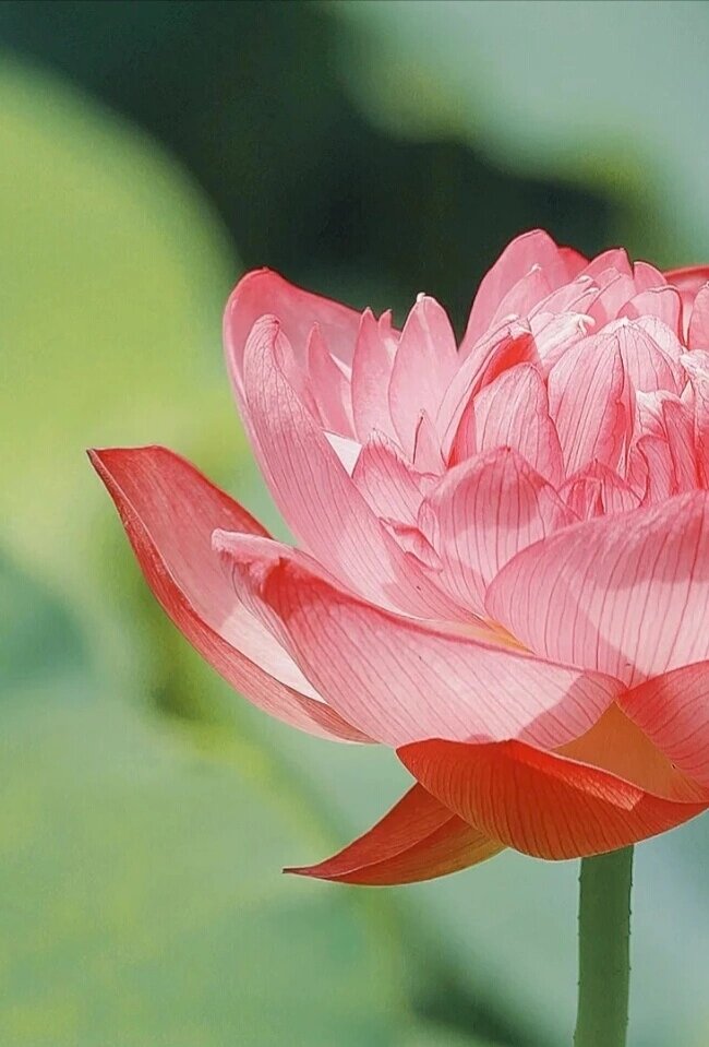 老年人系列头像