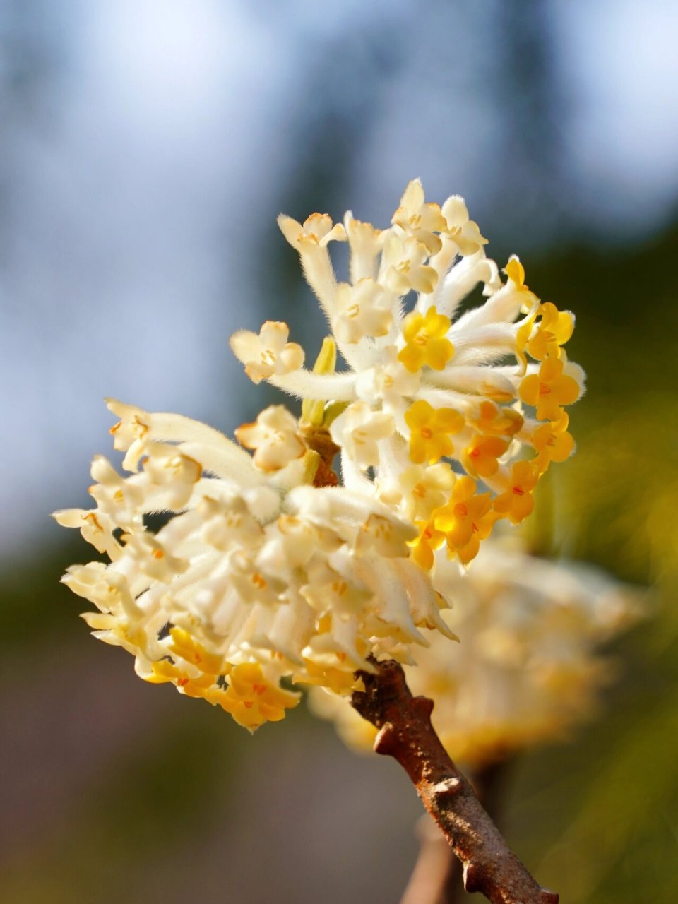 『结香』 也叫爱情树,也是在天愿作比翼鸟,在地愿为连理枝的连理枝