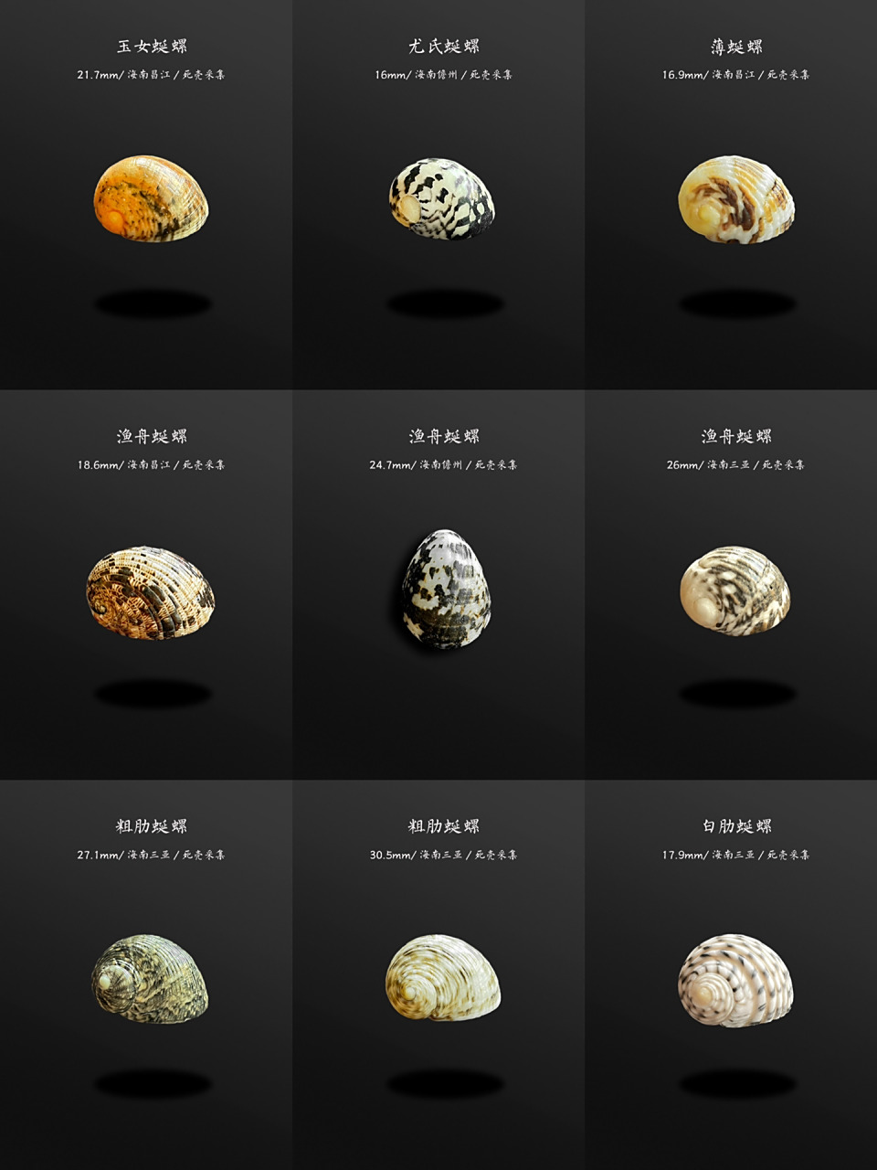 海南常见螺识别:蜒螺 也叫蜑螺,潮间带特别常见的