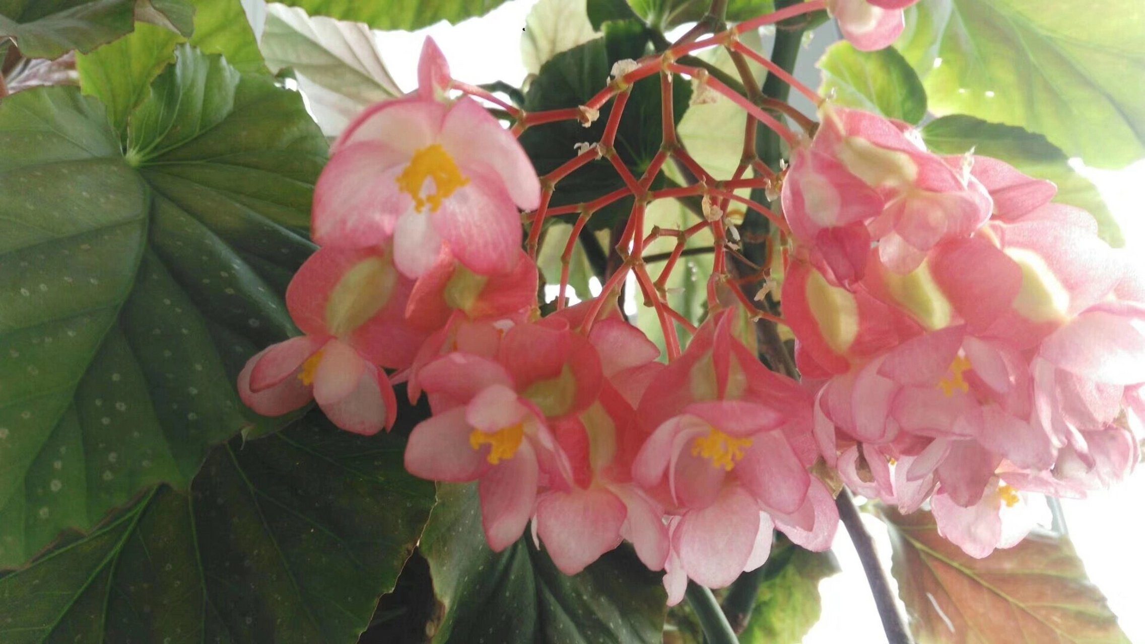 我是一个很喜欢在家养花的人,这是我自己养的大叶海棠,养了很多年了