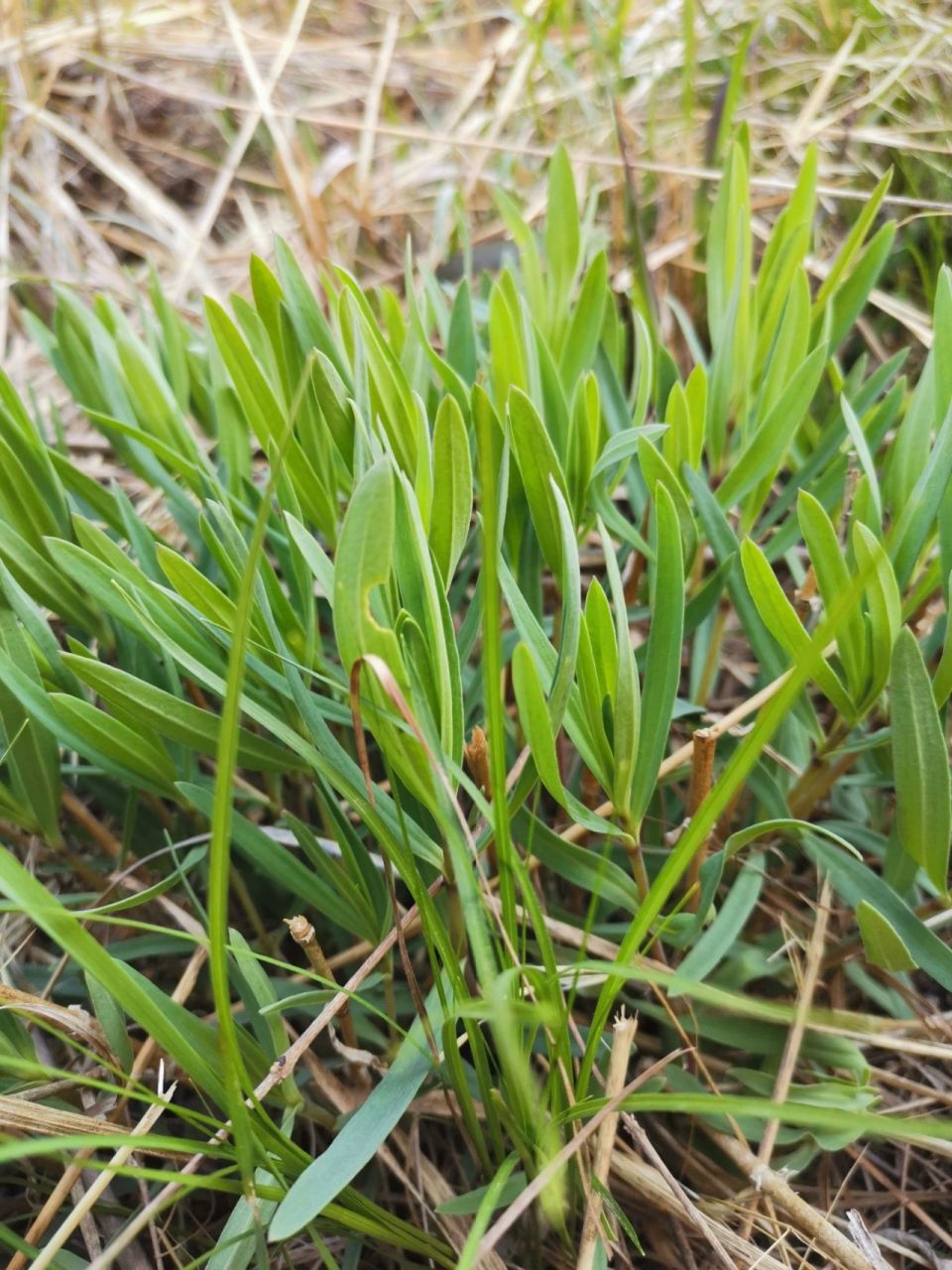 这个野菜太抢手…一个山坡十来个人lai 求做法 …山苜楂,山蚂蚱菜,山