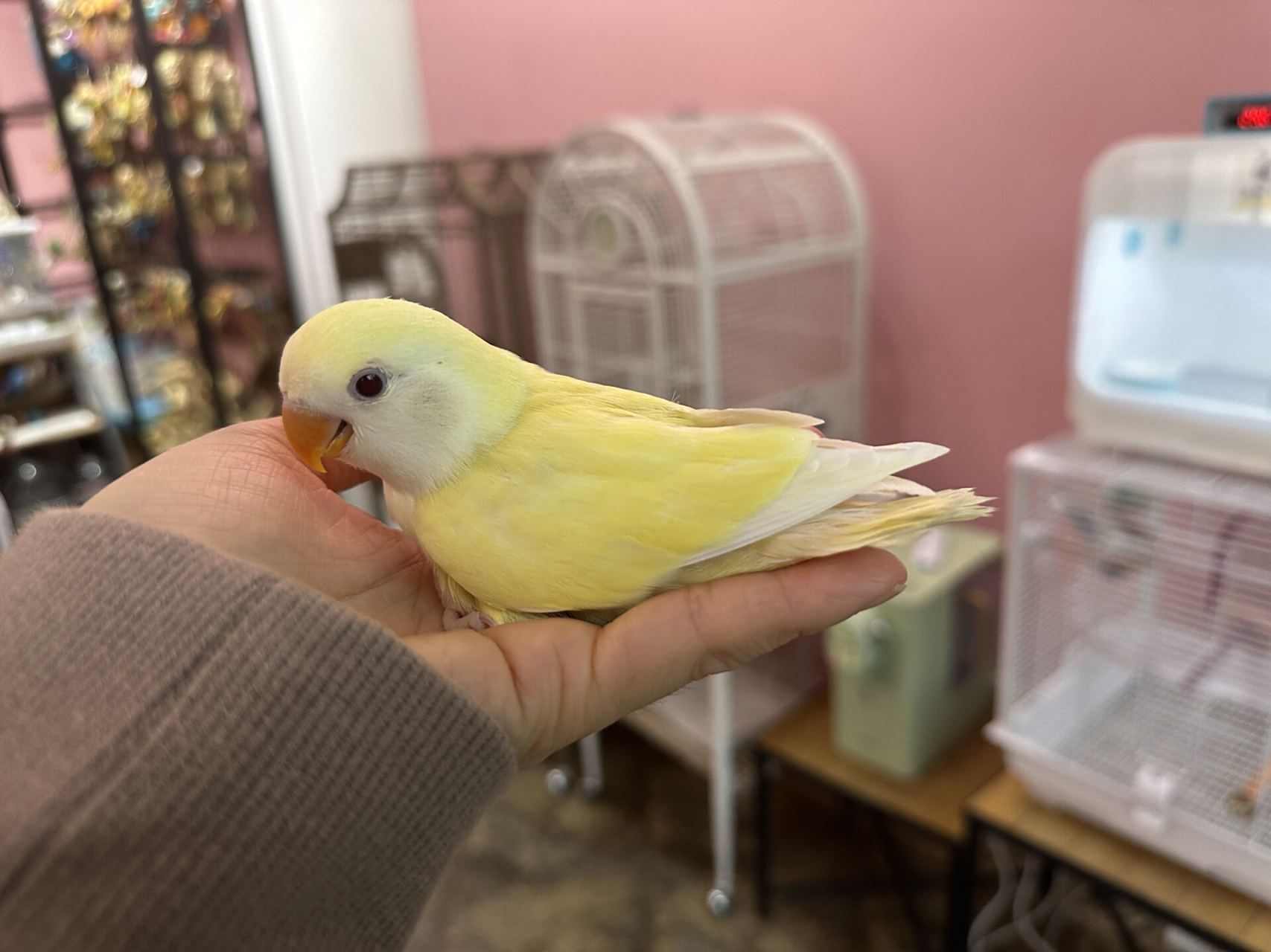 奶油色的日本桃牡丹宝宝 日本桃也叫奶油桃,小鸟身体呈现淡黄色,颜色