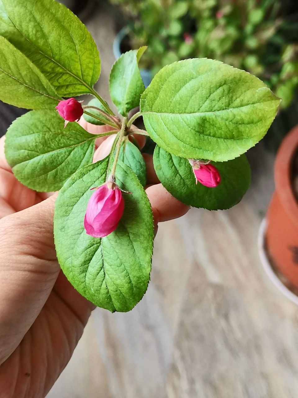 海棠树只长叶子不开花,撸光光加底肥能不能 今日看到有网友说海棠随时