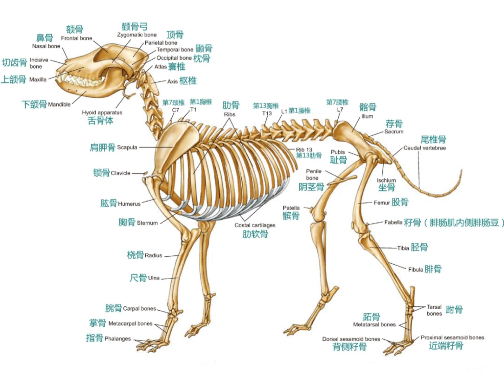98狗子解剖图鉴 98的骨骼可分为中轴骨骼和四肢骨骼两部分 04