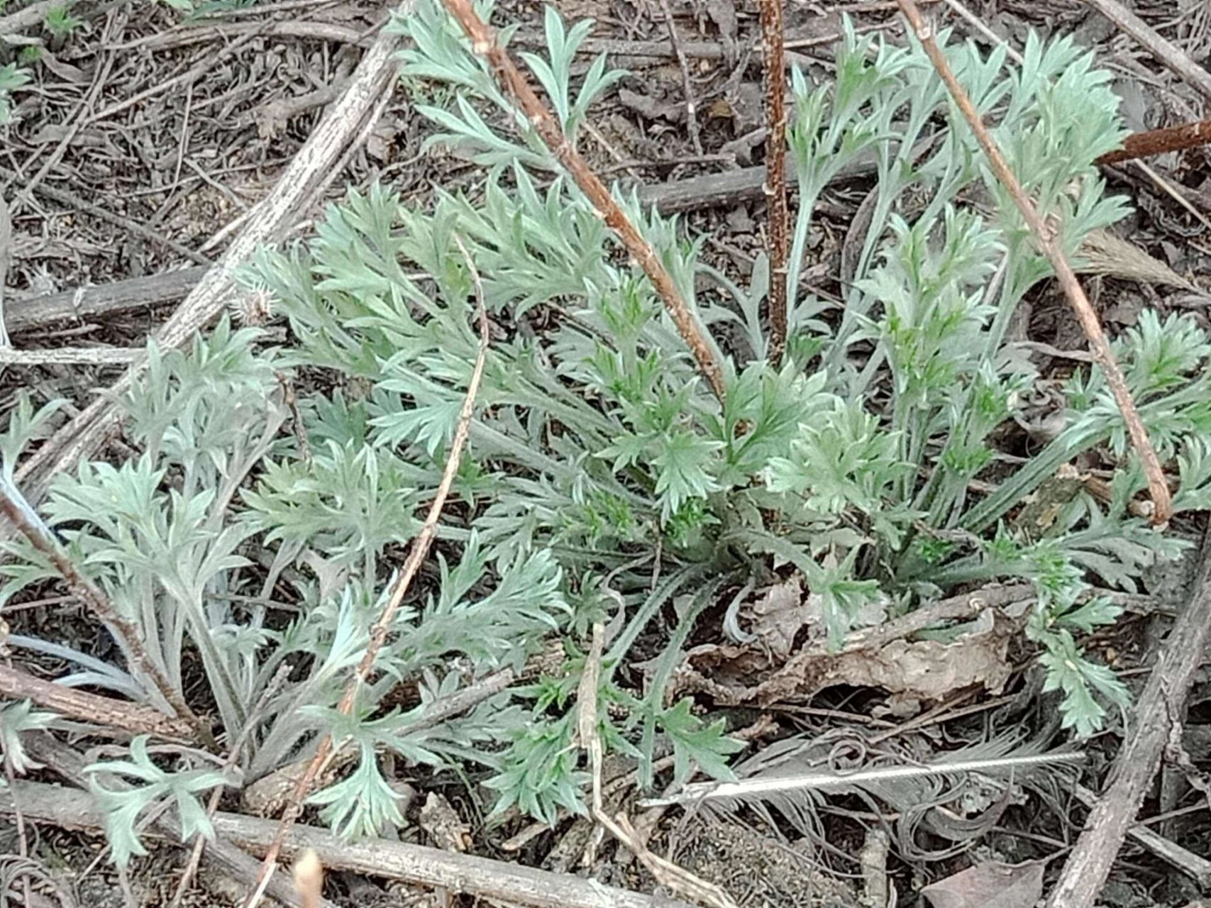 茵陈 菊科蒿属的半灌木状草本植物 茵陈蒿,菊科蒿属的半灌木状草本