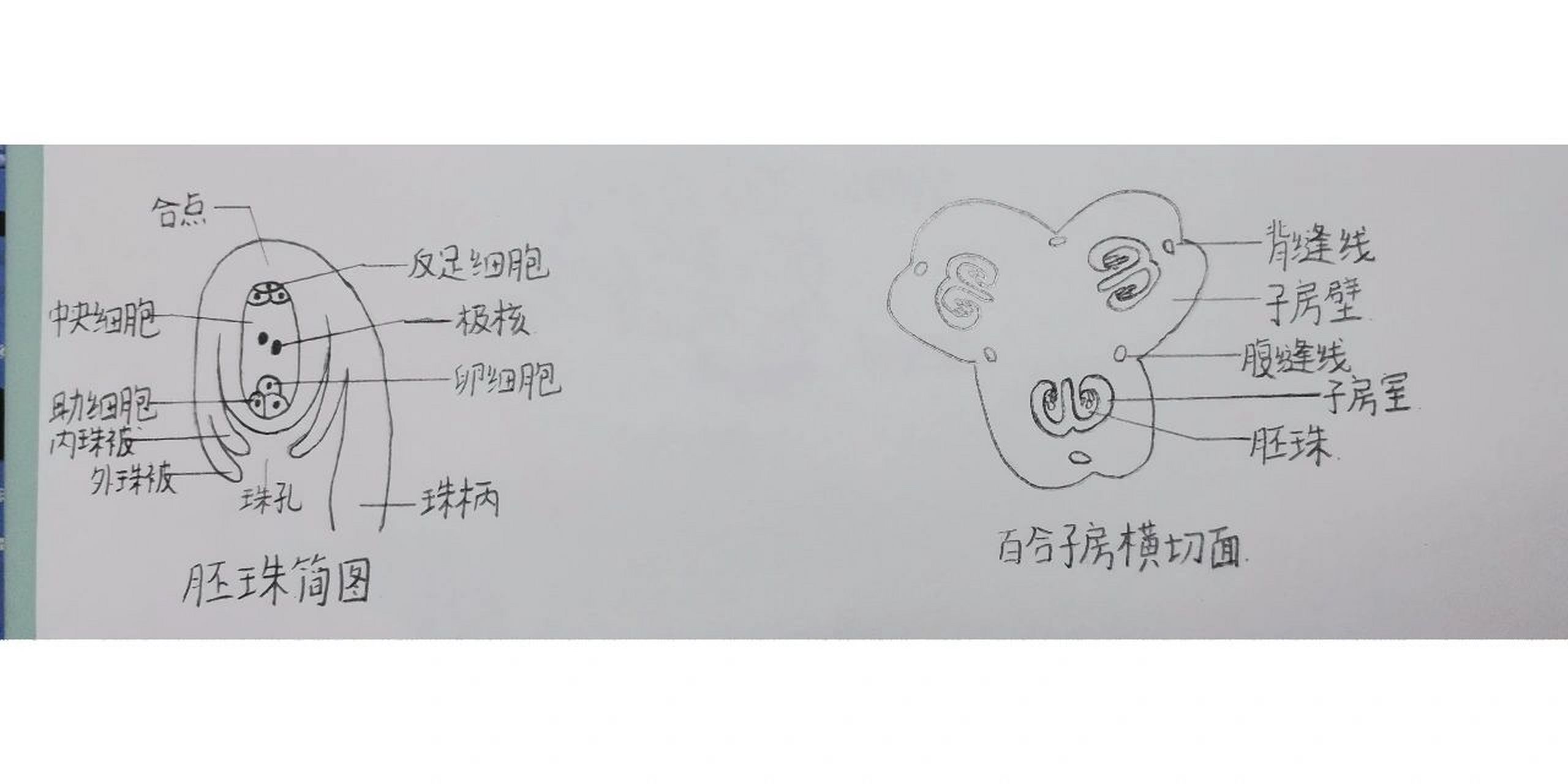 植物学实验 蚕豆幼根横切(初生结构) 玉米茎中维管束结构 向日葵幼茎