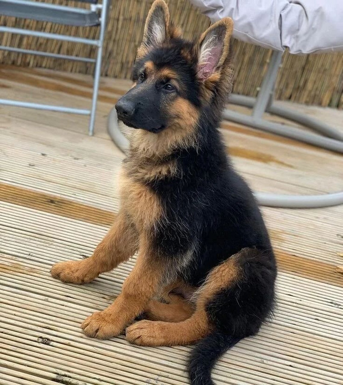 购买一只德国牧羊犬的价格因多种因素而异购买一只德国牧羊犬的价格