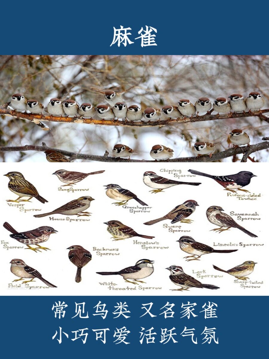 艺烩白描|零基础第11天-麻雀的画法 麻雀又名树麻雀,霍雀,家雀,麻谷等