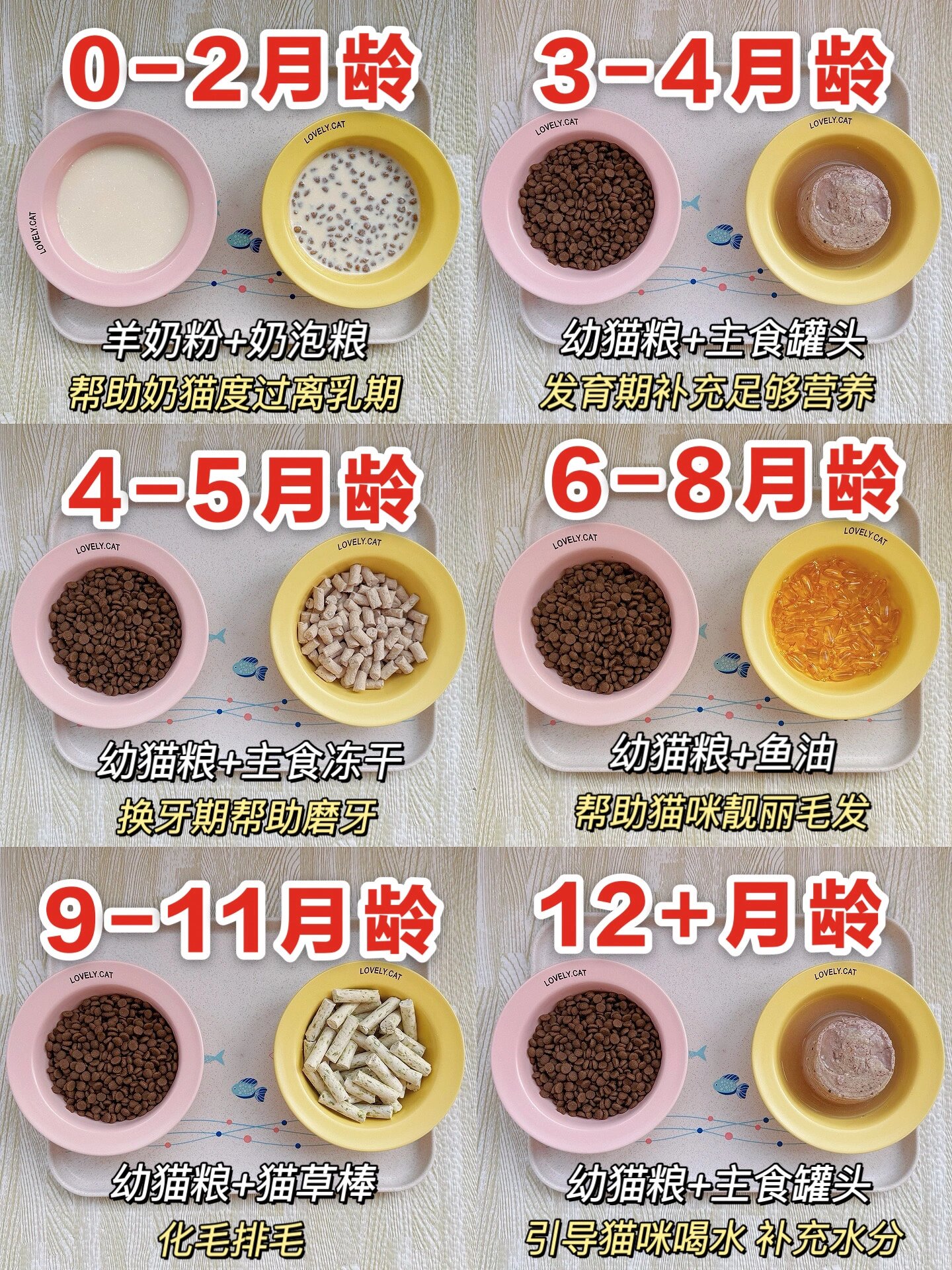 0-12月幼猫喂养攻略|营养食谱97新手必看!
