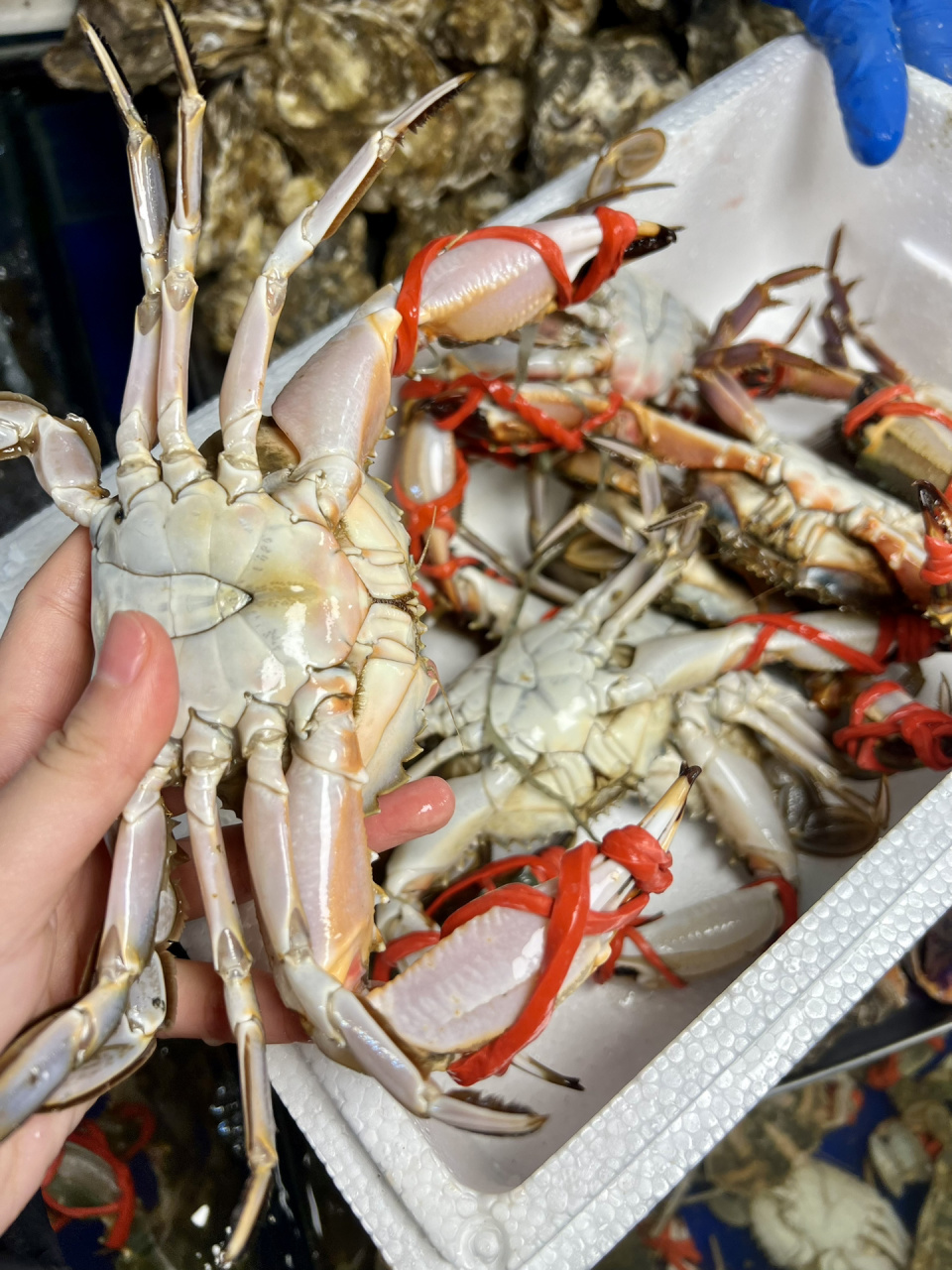 烟台本地花盖蟹 200一箱75鲜活哦 花盖蟹自由啦.满满一大箱200.