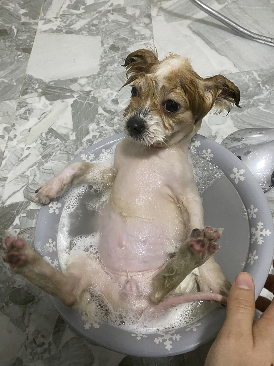 刚刚小红书突然看见讲狗子肚子这里有个小鼓包是脐疝想问问万能的网友