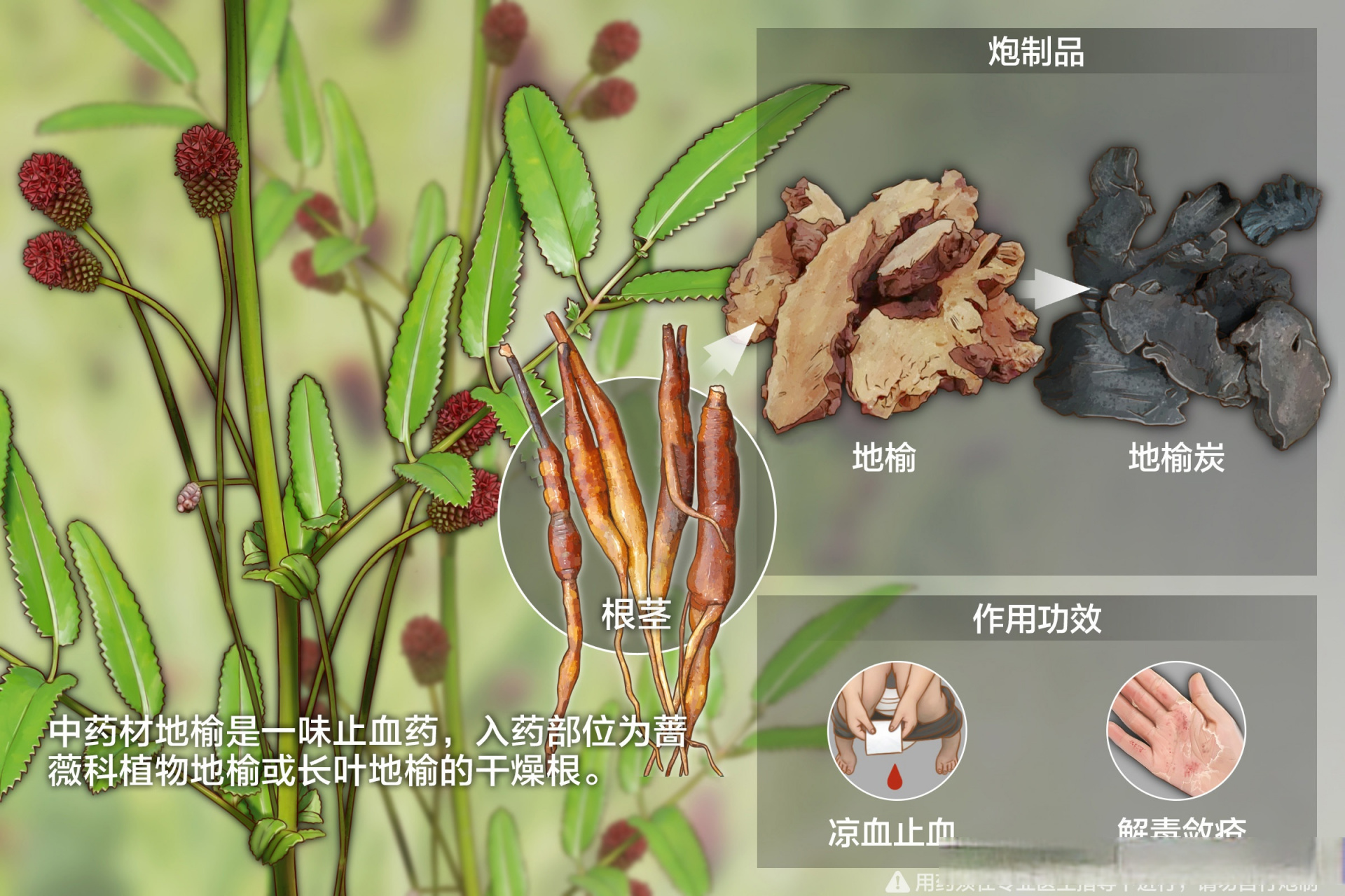 拓展:地榆是一种比较常见的药材,具有止咳化痰清热生津等作用,但