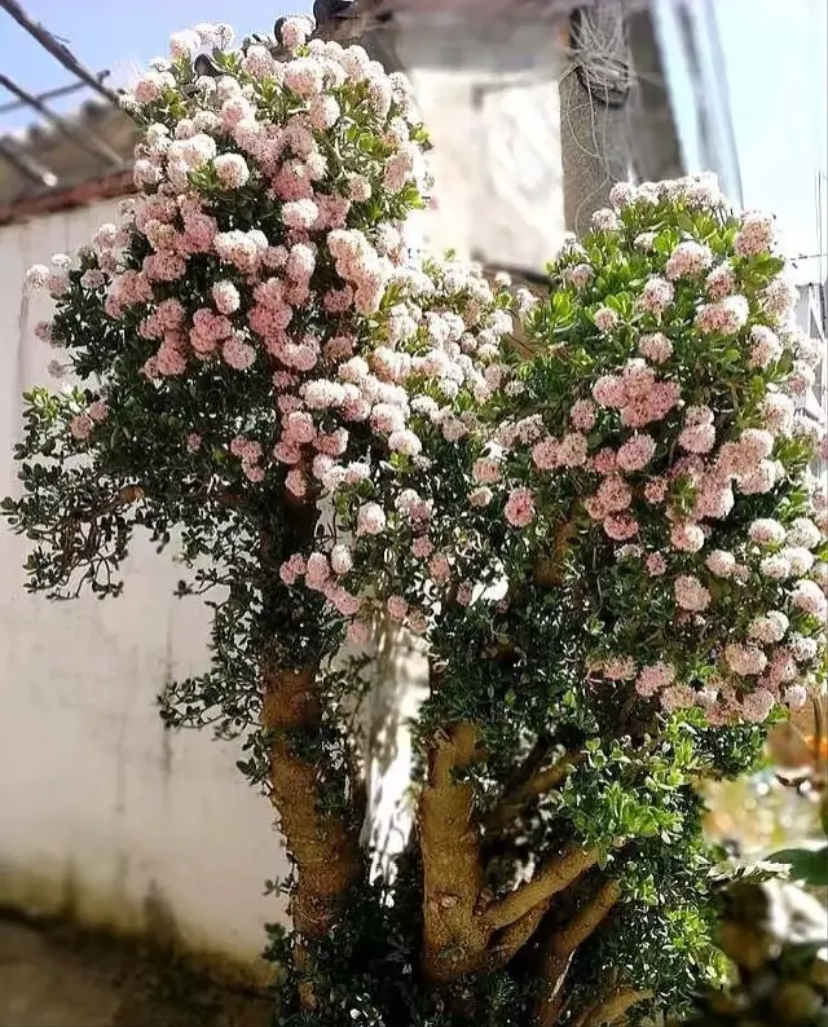 玉树开花啦!好运滚滚来!