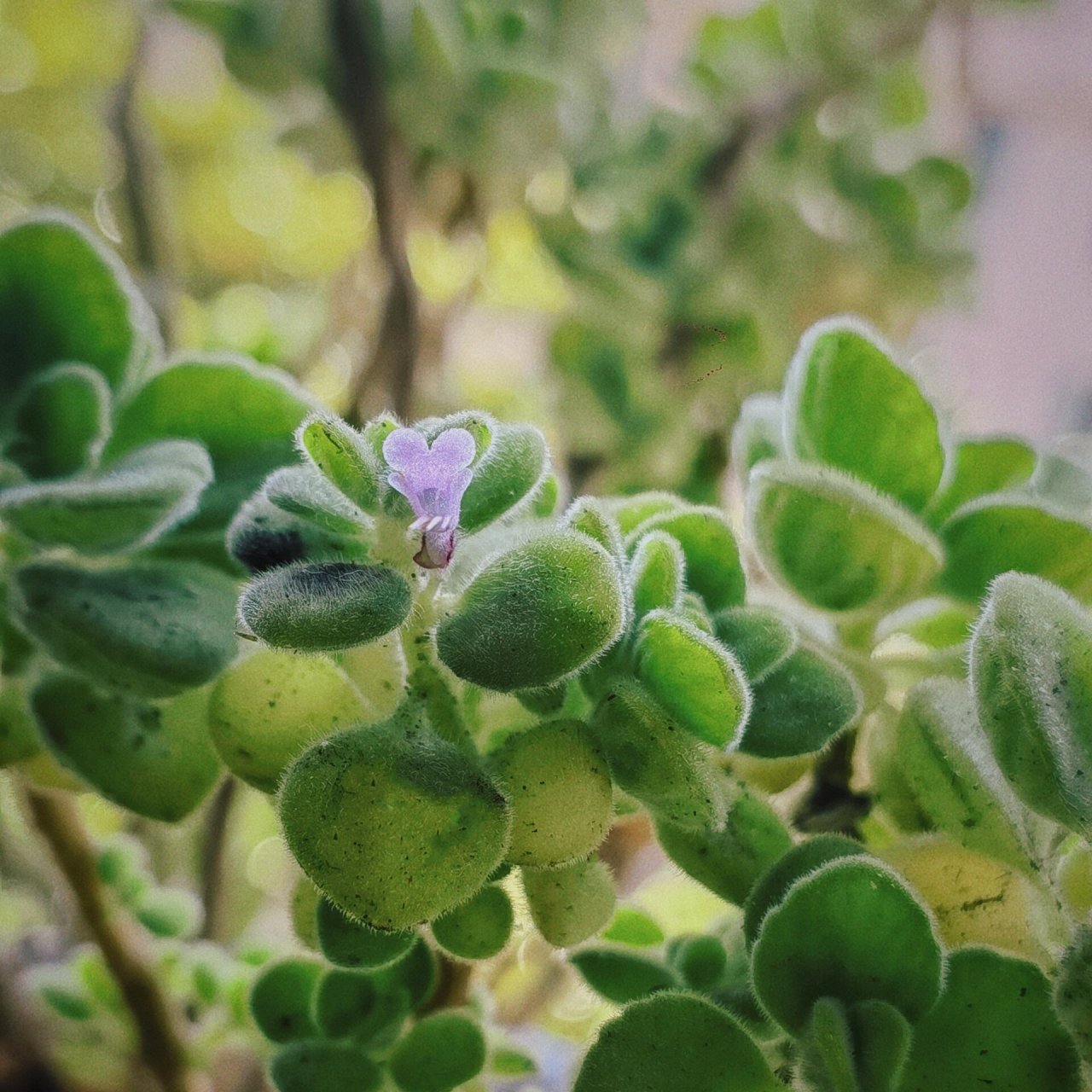 碰碰香几月开花图片