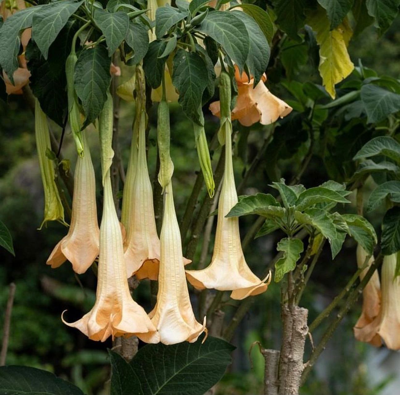 家居植物分享-曼陀罗花 是茄科曼陀罗属植物,花期6-10月,果期7-11月