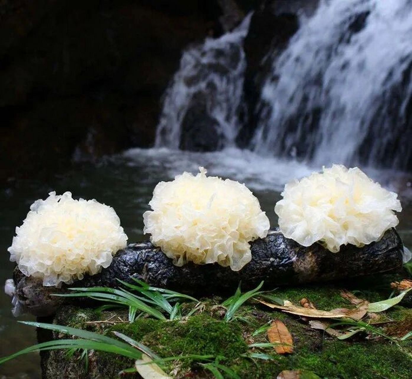 银耳知识篇「银耳爱好者必看」 73新疆不产银耳,但是作为爱吃银耳的