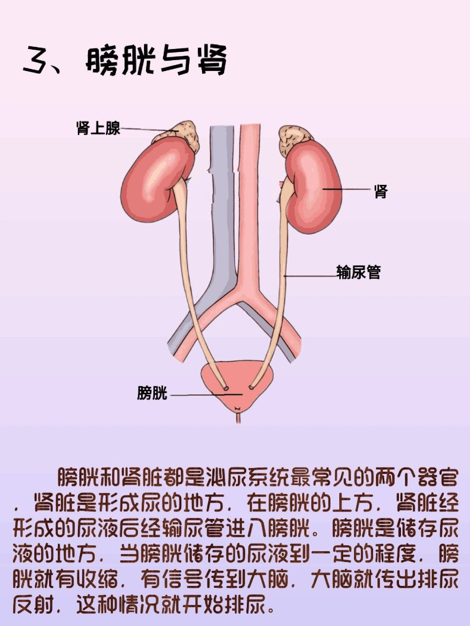 男性膀胱身体图片