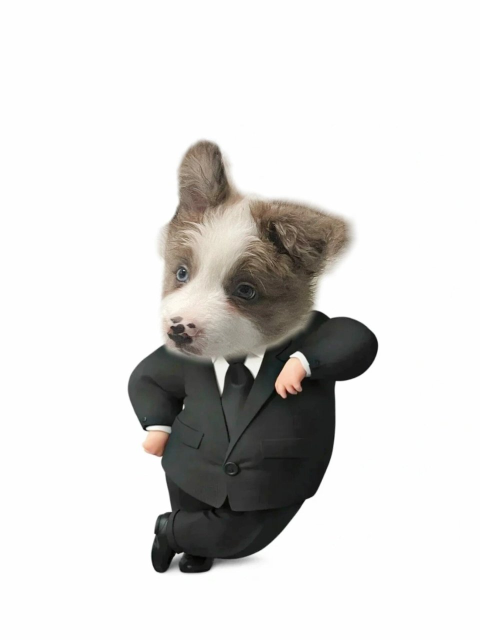 西装小狗太可爱了吧哈哈哈哈哈哈 给家里四小只都做了一张!