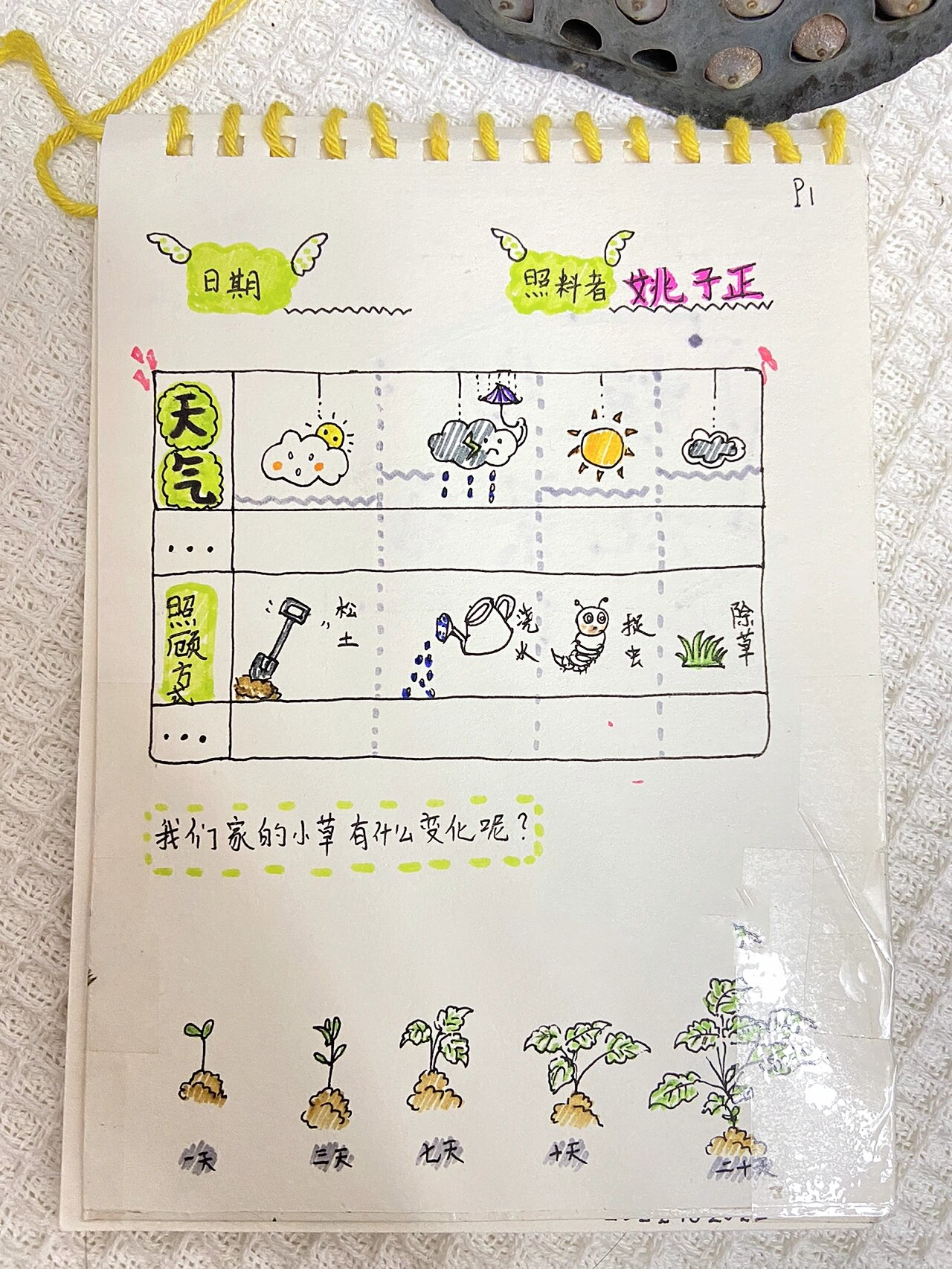 你们需要的幼儿园植物角记录本到了,我做了16