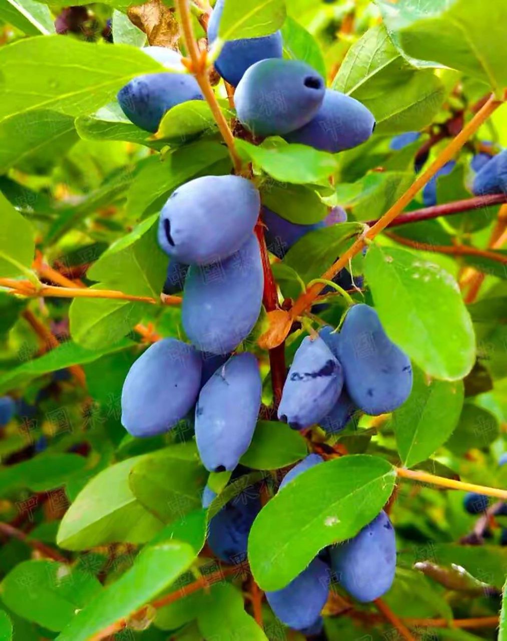 超级食物【野生蓝靛果】 【超级食物之蓝锭果,你吃过吗?