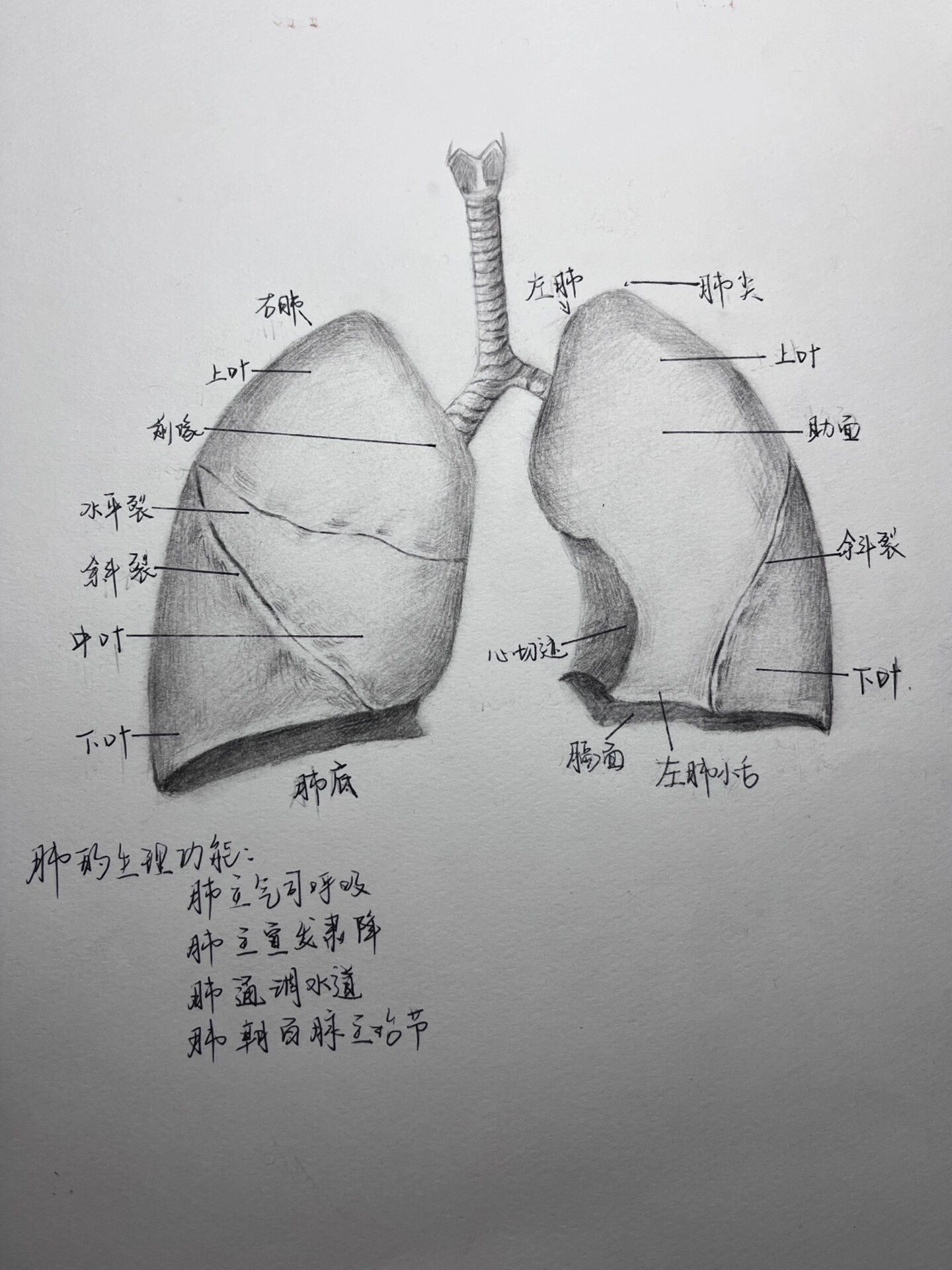 支气管肺部解剖图手绘 第一次接到的单也是第一次画这种器官 虽然还是