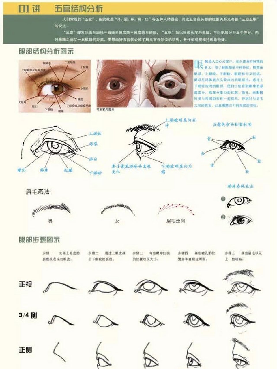 眼睛的画法速写步骤图片