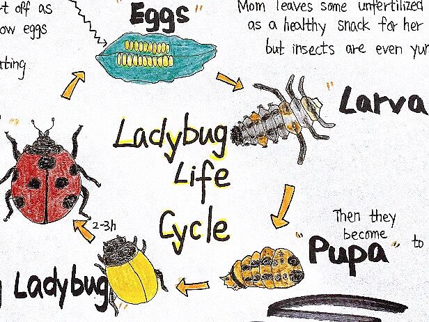 七星瓢虫成长周期
