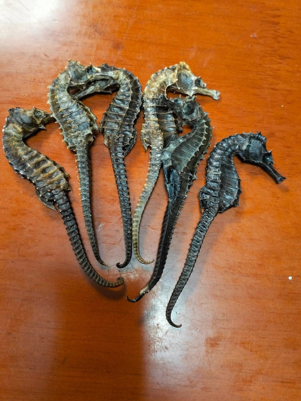 6只海马干,线纹海马,10克,客人计划泡2斤酒.