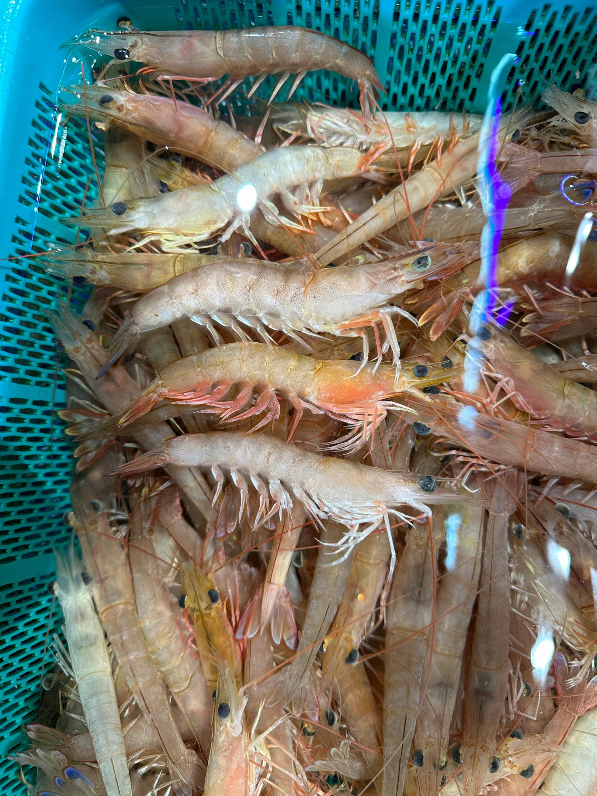 市场三种常见沙虾,麻虾(xx新对虾