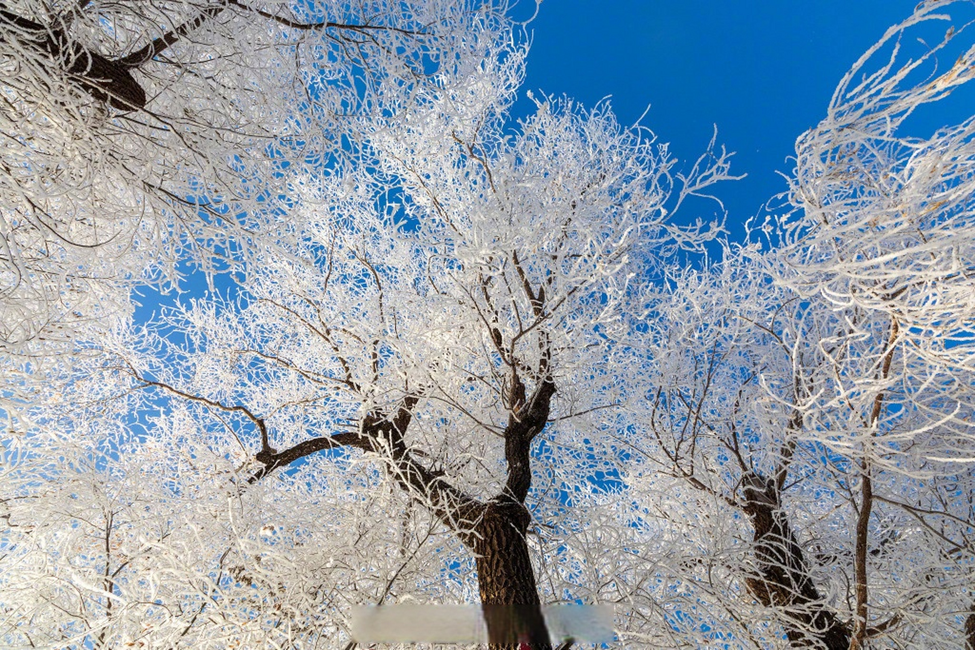 吉林雾凇冬日氛围感拉满#】11月30日,吉林省吉林市,松花江畔的小雾凇