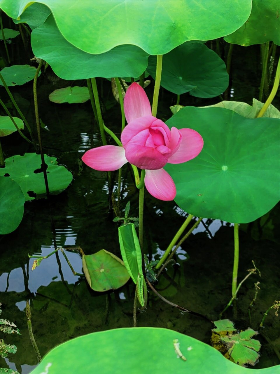 田田 正是赏荷好时节 去到一个小山村里面,连绵几十亩的荷塘,荷香扑鼻