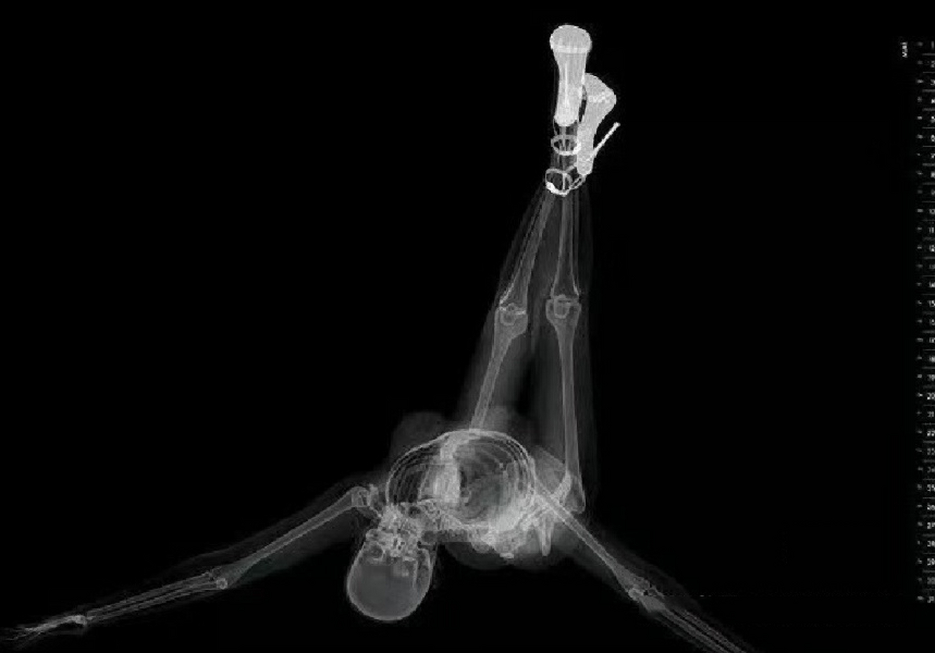 发几张非常"露骨"的图片